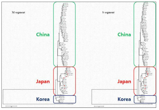 SFTSV 국내분리주와 중국 및 일본 분리주와의 비교