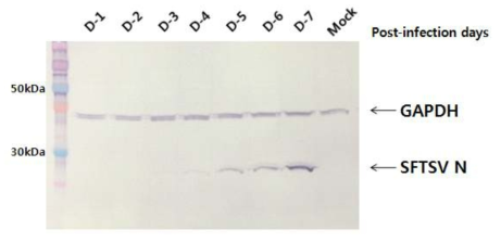 세포내 SFTSV 단백질 확인(Western blot)
