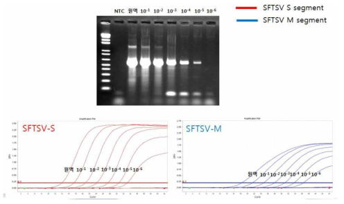 SFTSV S, M segment RNA의 단계 희석 후 증폭 곡선