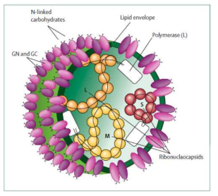 Genome structure of Bunyavirus (Lancet, 2012)