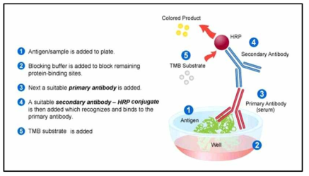 Indirect ELISA 실험방법