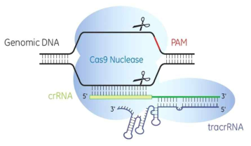 CRISPR/Cas system의 원리