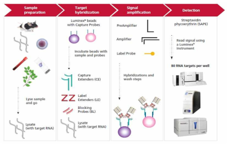 QuantiGene Plex assay workflow