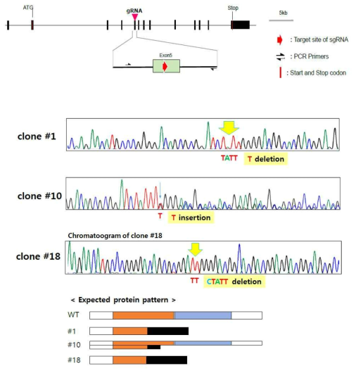 AAA유전자 knock-out 세포주의 염기서열 변화 확인