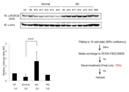 정상인 및 치매환자 유래 혈액 처리 후의 GSK3β의 활성화 비교