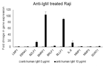 Raji에서 anti-IgM 처리로 인한 만성감염바이러스 유전자 발현 조사