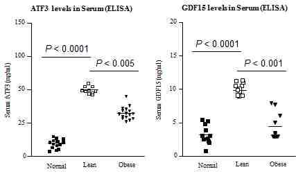 BMI 군별 serum에서 ATF3(좌)와 GDF15(우) 양 비교 결과