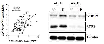 Interregulation between ATF3 and GDF15. (Left) Correlation assay between ATF3 and GDF15 mRNA expression in liver biopsy of subjects with lean body. (Right) Western blots for the effects of ATF3 depletion on TGF-β-induced GDF15 expression