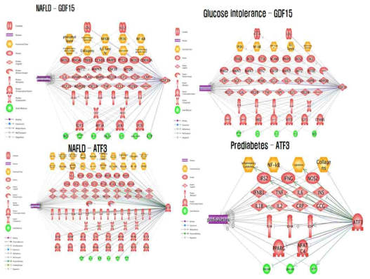 Gene-Disease relationship 분석 결과 : pathway studio 분석