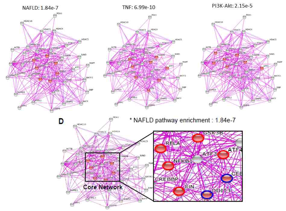 ATF3-centered regulatory networks : NAFLD, apoptosis, cytokine, insulin signalin pathway against KEGG pathway maps
