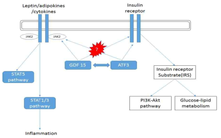 A schematic depicting the molecular mechanism of ATF3-GDF15 regulation in insulin and adipo-cytokine pathway