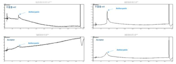 아로니아의 일반분쇄와 CMGT의 투과율 분석 UV chromatogram