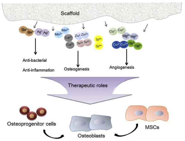 생활성 실리카에서 방출되는 이온에 따른 치료효과(향균, 항염증, 골(줄기세포)분화, 및 혈관생성 등)