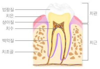 치아의 구조 (자료: 보건복지부, 대한치의학회)