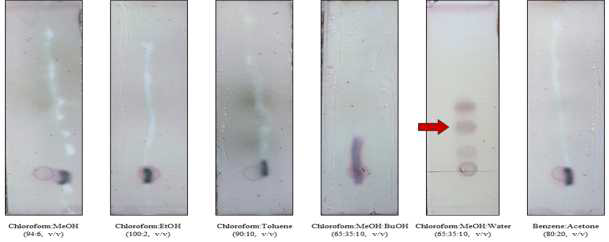TLC 분석을 통한 더덕의 지표물질을 확인하기 위한 전개용매 설정