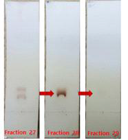 Open column 분획물의 HPLC를 통한 더덕의 지표물질 정제