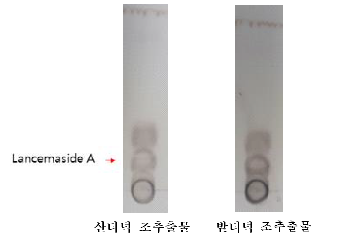 밭더덕과 산더덕 추출물의 지표물질 함량 비교를 위한 TLC 분석 결과