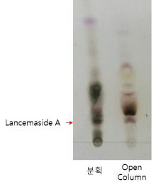 지표성분 분리 및 정제 공정 스케일 업 후 지표물질의 존재 확인 (TLC)