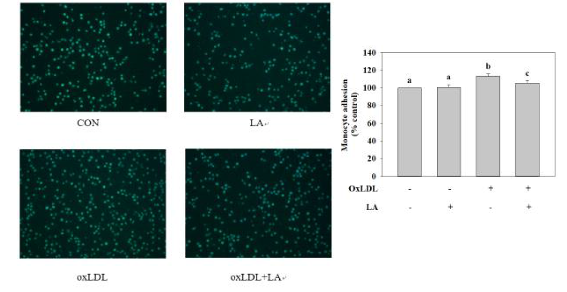 혈관내피세포에 단핵구 부착능 확인