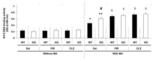전전두엽에서 MA에 의한 전사인자 Nrf-2의 DNA 결합활성의 변화에 대한 원적외선 조사 (FIR)의 효과. CLZ = clozapine. WT = wild-type mice, KO = PKCδ gene knockout mice, Sal = saline, CLZ = antipsychotic clozapine. 각 수치는 6 마리의 평균 ± 표준오차를 의미함. *P < 0.05, **P < 0.01 vs. corresponding Sal, #P < 0.05 vs. MA + Sal (WT), §P < 0.05 vs. corresponding MA + Sal (Three-way ANOVA와 사후검정으로 Fisher의 평가)