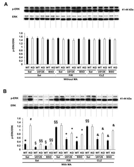 MA를 투여한 생쥐의 전전두엽에서 FIR의 ERK 인산화 증가 효과에 대한 U0126과 BSO의 효과; Clozapine과의 비교. WT = wild-type mice, KO = PKCδ knockout mice, Sal = saline, CLZ = clozapine. 각 수치는 6 마리의 평균 ± 표준오차를 의미함. *P < 0.05 vs. corresponding Sal, #P < 0.05 vs. MA + Sal (WT), §P < 0.05, §§P < 0.01 vs. corresponding MA + Sal, +P < 0.05 vs. corresponding MA + FIR, &P < 0.05 vs. corresponding MA + CLZ (Four-way ANOVA was followed by Fisher’s LSD pairwise comparisons)