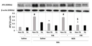 MA에 의한 선조체 복합체에서의 AT1 수용체 발현 증가에 대한 원적외선 조사 (FIR)의 효과. Non-TG = Non-transgenic mice. TG = GPx-1 overexpressing transgenic mice. BOS = bosentan. 각 수치는 4 마리의 평균 ± 표준오차를 의미함. #p<0.05, ##p<0.01 vs. respective mice treated with saline, *p<0.01 vs. respective mice treated with MA, §P<0.01 vs respective mice treated with MA + BOS. (ANOVA followed by multiple pair-wise comparisons with Bonferroni′s correction)