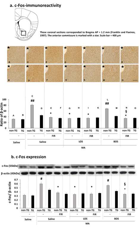 원적외선 조사 (FIR)의 MA 유도 c-Fos 발현 억제효과에 대한 losartan과 bosentan의 효과. Non-TG = Non-transgenic mice. TG = GPx-1 overexpressing transgenic mice. LOS = Losartan. BOS = bosentan. 각 수치는 4 마리의 평균 ± 표준오차를 의미함. #p<0.05, ##p<0.01 vs. respective mice treated with saline, *p<0.01 vs. respective mice treated with MA, §P<0.05 vs respective mice treated with MA + BOS (ANOVA followed by multiple pair-wise comparisons with Bonferroni′s correction)