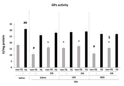 원적외선 조사 (FIR)의 MA 유도 GPx 활성 감소 억제효과에 대한 losartan과 bosentan의 효과. Non-TG = Non-transgenic mice. TG = GPx-1 overexpressing transgenic mice. LOS = Losartan. BOS = bosentan. 각 수치는 4 마리의 평균 ± 표준오차를 의미함. #p<0.05, ##p<0.01 vs. respective mice treated with saline, *p<0.01 vs. respective mice treated with MA, §P<0.05 vs respective mice treated with MA + BOS (ANOVA followed by multiple pair-wise comparisons with Bonferroni′s correction)