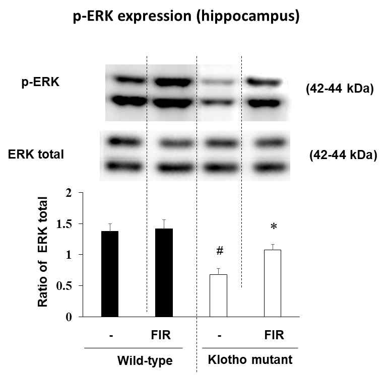 Klotho 유전자 변이 생쥐에서 나타나는 해마조직에서의 p-ERK 발현 감소에 대한 인공 원적외선 조사 (FIR)의 효과. p-ERK 발현은 Western blot 분석으로 측정하였음. FIR = far-infrared ray exposure. 각 수치는 8 마리의 평균 ± 표준오차를 의미함. #P < 0.01 vs. corresponding Wild-type mice; *P < 0.01 vs. Klotho gene mutant mice without FIR (Two-way ANOVA와 사후검정으로 Fisher의 PLSD 평가)