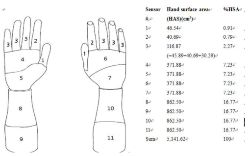Regional surface areas in a right hand and percentages of each area of a whole right hand