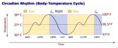 일주기리듬과 중심체온의 변화