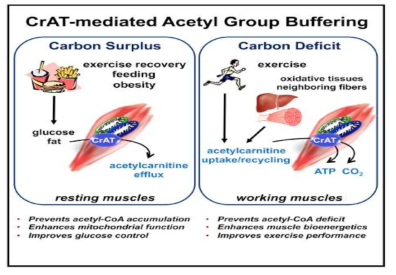 CrAT-mediated Acetyl Group Buffering