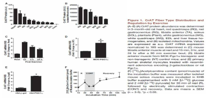 CrAT Fiber Type Distribution and Regulation by Exercise