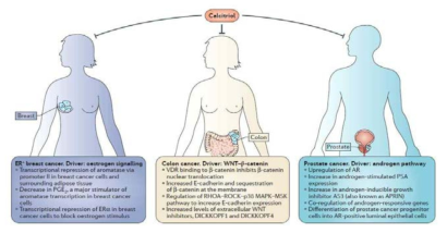 유방암, 대장암, 전립선암 성장을 유발하는 비타민 D의 신호전달 경로 조절 (Feldman 등, 2014)