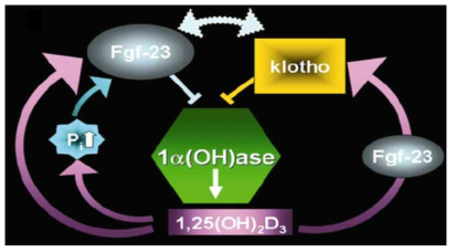 FGF-23, Klotho, 비타민 D의 관계 (Razzaque 등, 2006)