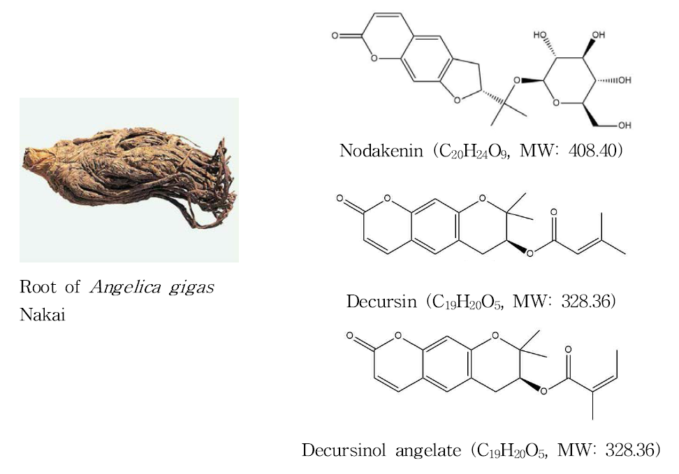 Picture and main compounds of root of Angelica gigas Nakai