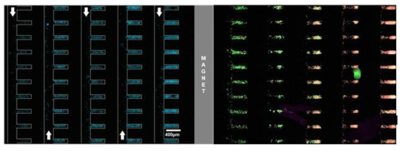 (좌)바이오칩을 이용한 나노자성입자를 부착한 유방암세포(MCF-7)의 포집 실험 결과(파란색으로 염색된 세포의 핵), 및 (우)전이성/비전이성 유방암세포의 포집/분리 실험 결과(녹색: 비전이성 유방암 세포, 빨간색: 전이성 유방암 세포