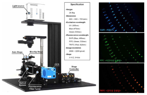 바이오칩 내 포집된 전이암의 판별을 위한 자동 이미징 장치