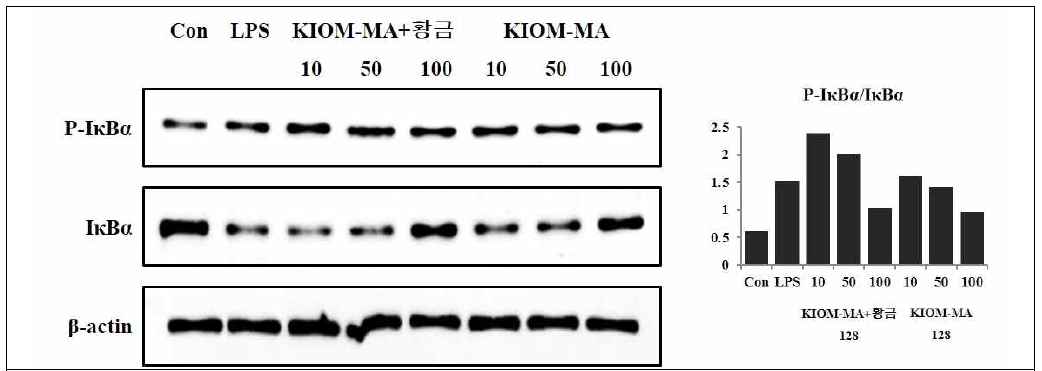 LPS 자극에 의한 IκBα 세포질 방출 및 인산화에 대한 KIOM-MA 128 및 KIOM-MA+황금-128 제제의 억제 효과