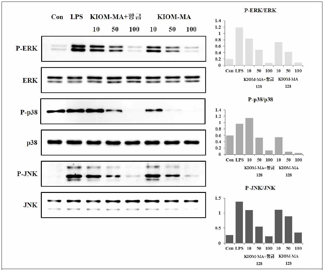 LPS로 자극된 RAW 264.7 대식세포에서 MAPK 단백질 ERK, p38, JNK의 인산화에 대한 KIOM-MA 128 및 KIOM-MA+황금-128 제제의 억제 효과
