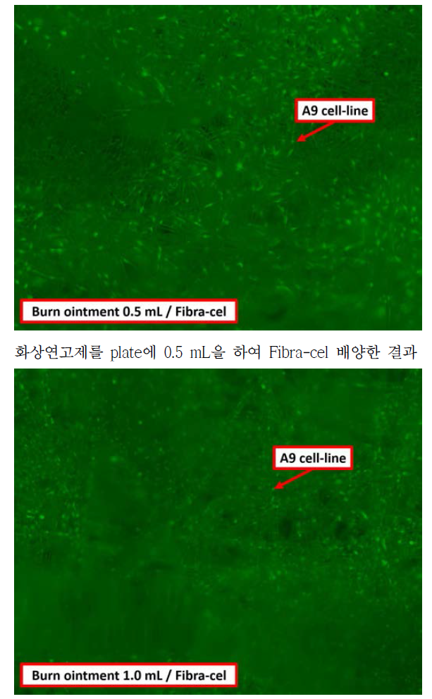 화상연고제를 plate에 도포후 Fibra-cel 배양결과