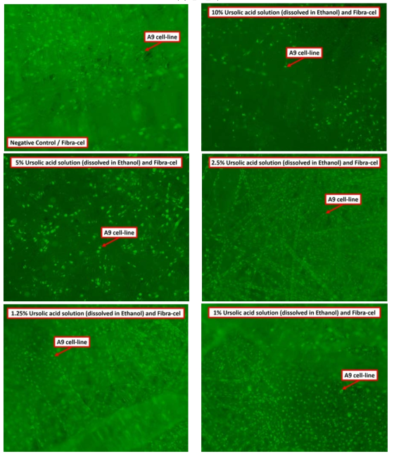 Ursolic acid solution (dissolved in Ethanol, 시료2)를 Fibra-cel 배양법으로 배양한 결과