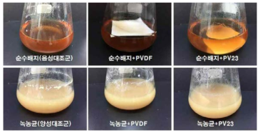 PVDF 및 친수성 고분자 함유 PVDF 나노섬유의 무균성 평가 결과