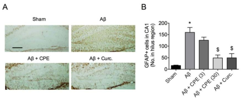 The effectof CPE on Aβ-induced microglial activation. Hippocampal slices were preparedimmediately after the Y-maze task. A. Microphotographs of Iba-1-immunopositivecells. B. Quantitative analysis of the number of Iba-1-immunopositive cells inthe hillus region. Data represents mean ± SEM. *P <0.05 vs. control group. $P <0.05 vs. Aβ + vehicle group. Curc., curcumin