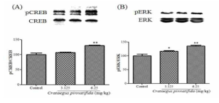 Effects of Crataegus pinnatifida on the phosphorylation level of CREB (A) and ERK (B) in the hippocampus. Crataegus pinnatifida (3.125 or 6.25 mg/kg) was adminis trated 30 min before scopolamine treatment (1 mg/kg, I.p.). The mice were sacrificed 30 min after the final treatment. The control group was treated with the same volume of vehicle solution. The expression levels of pERK, ERK, pCREB or CREB in the hippocampal tissue and its quantitative analysis are represented. The densitometric analyses of the ration of pERK/ERK and pCREB/CREB were normalized to the control group. Data represent the mean±S.E.M. (n=3 per group). *, **significant difference from the control group (p <0.05, p<0.01)