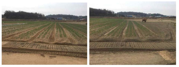 사질토(좌), 점토(우) 수확 테스트 환경 작물 재배중