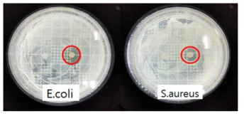 AgNPs에 대한 박테리아균을 이용한 항균 실험