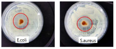 계피 오일에 대한 박테리아균을 이용한 항균 실험