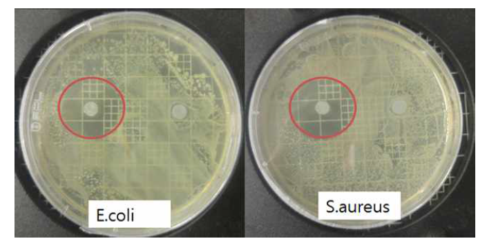 Polystyrene과 계피리프오일 혼합 솔루션의 나노섬유에 대한 항균성능 평가 (좌)대장균, (우)황색포도상구균에 대한 항균성능 평가