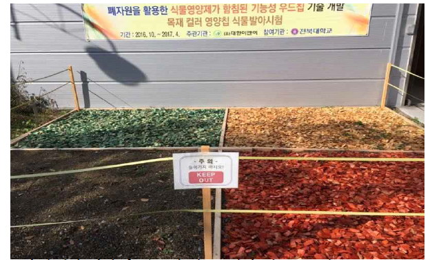 수선화 식재 후 우드칩 살포토양과 대조구 모습(2016.10.17.)